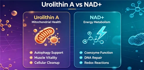 Urolitiin A vs NAD⁺: kas urolitiin A on parem kui NAD⁺?