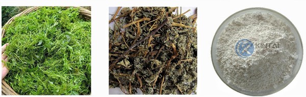 Vine Tea Extract Manufacturer Vine Tea Extract Manufacturer
