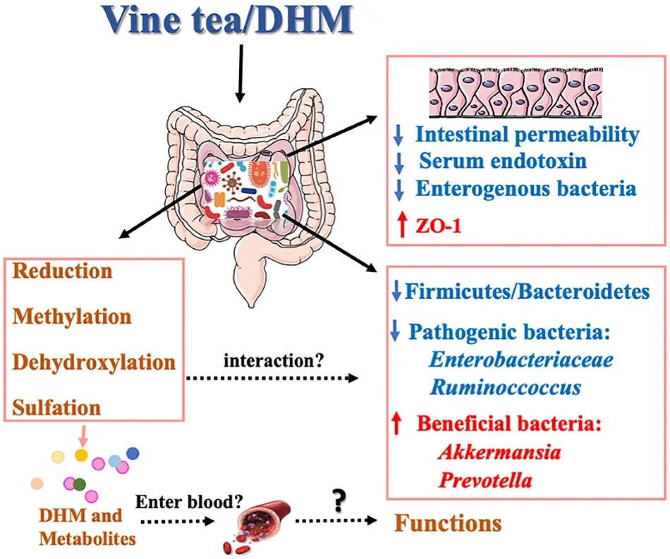 Vine Tea Extract Health Food And Health Products Vine Tea Extract Health Food And Health Products